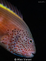 Paracirrithes forsteri - portrait by Alex Varani 